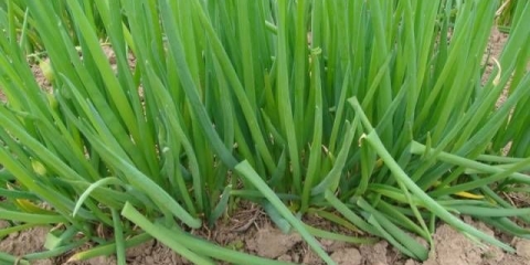 Kako uzgajati luk iz sjemena